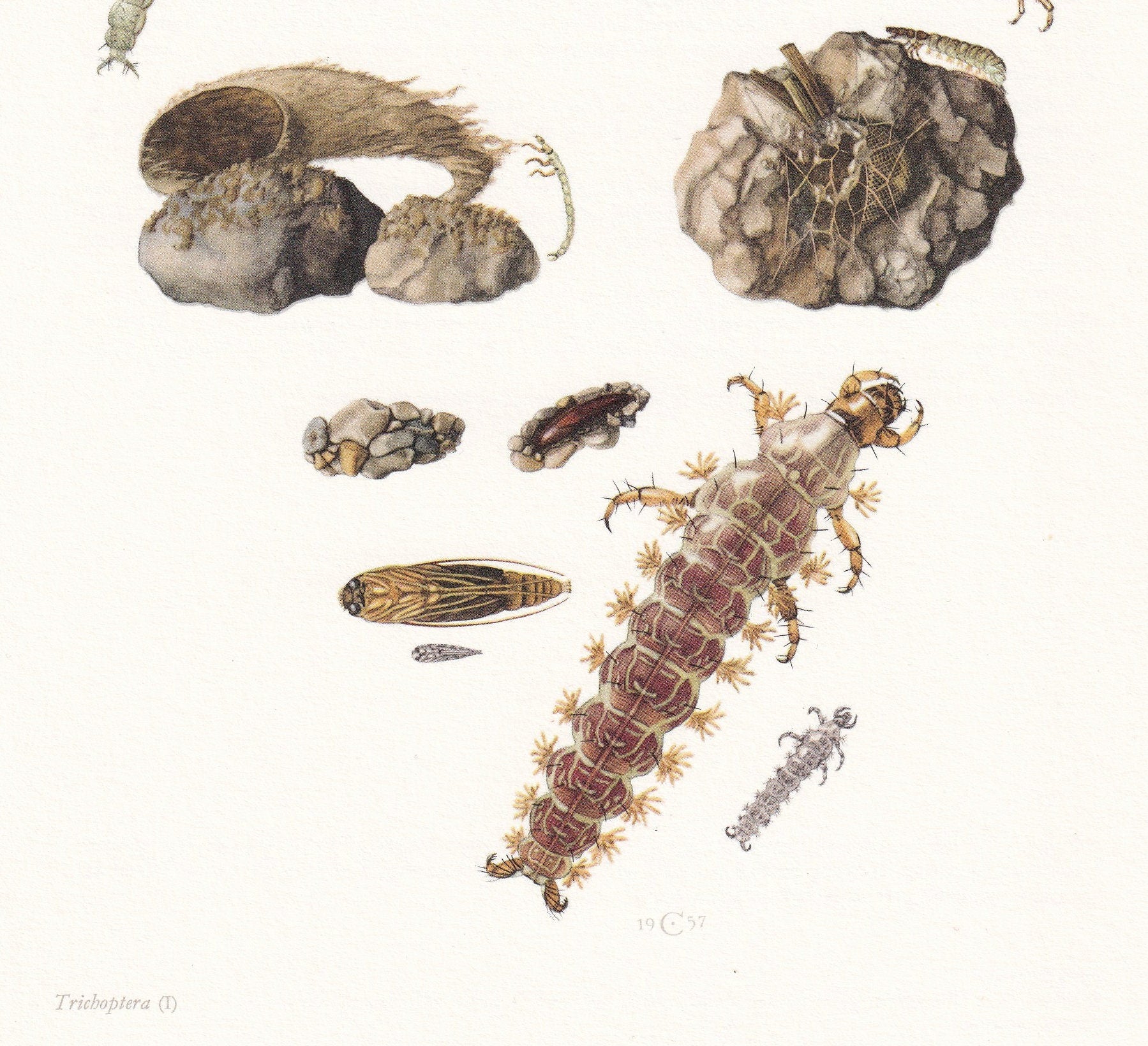 1960 CADDISFLY Print - Vintage Insect Print - Bugs Illustration - Insect Wall Art - Vintage Entomology Print - 7.5 x 10.6 Inc
