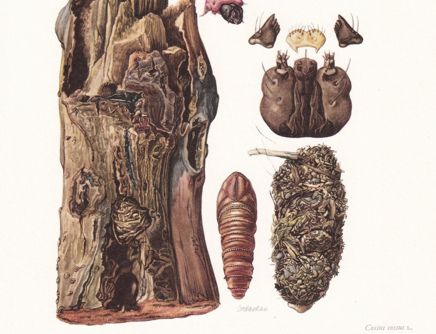 1960 GOAT MOTH Print - Vintage Insect Print - Bugs Illustration - Insect Wall Art - Vintage Entomology Print - 7.5 x 10.6 Inc