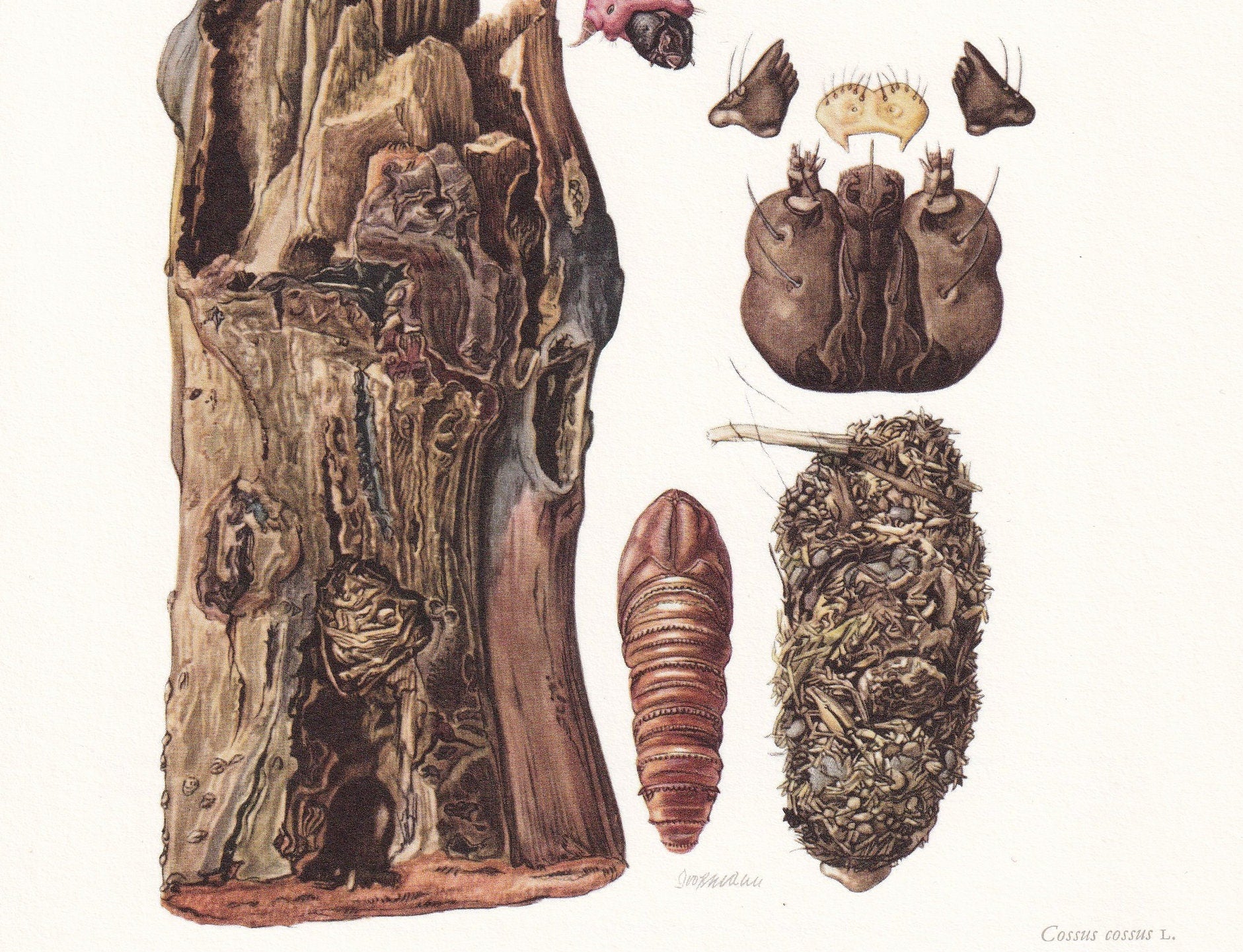 1960 GOAT MOTH Print - Vintage Insect Print - Bugs Illustration - Insect Wall Art - Vintage Entomology Print - 7.5 x 10.6 Inc