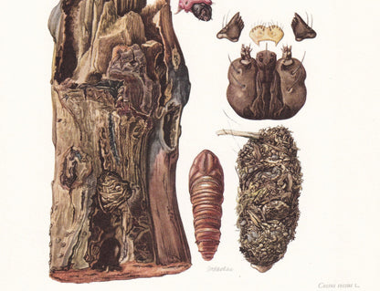 1960 GOAT MOTH Print - Vintage Insect Print - Bugs Illustration - Insect Wall Art - Vintage Entomology Print - 7.5 x 10.6 Inc