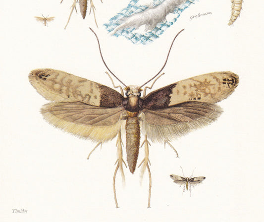 1960 CLOTHES MOTH Print - Vintage Insect Print - Bugs Illustration - Insect Wall Art - Vintage Entomology Print - 63 Years Ol