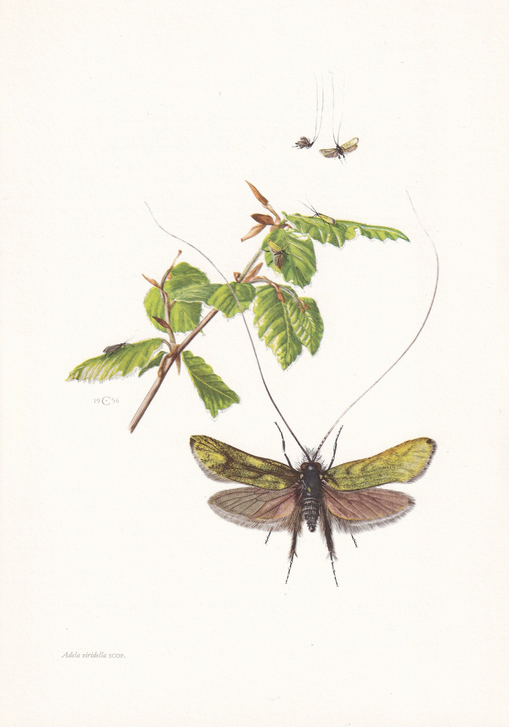 1960 GREEN LONGHORN MOTH Print - Vintage Insect Print - Bugs Illustration - Insect Wall Art - Vintage Entomology Print - 7.5 