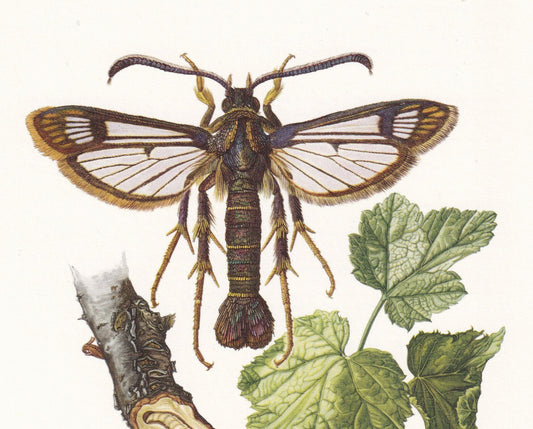 1960 CLEARWING MOTH Print - Vintage Insect Print - Bugs Illustration - Insect Wall Art - Vintage Entomology Print - 7.5 x 10.