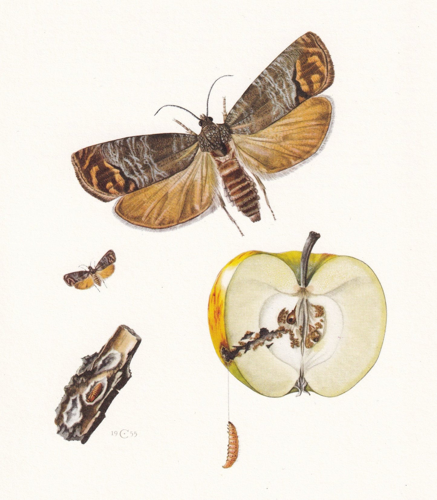 1960 CODLING MOTH Print - Vintage Insect Print - Bugs Illustration - Insect Wall Art - Vintage Entomology Print - 7.5 x 10.6 