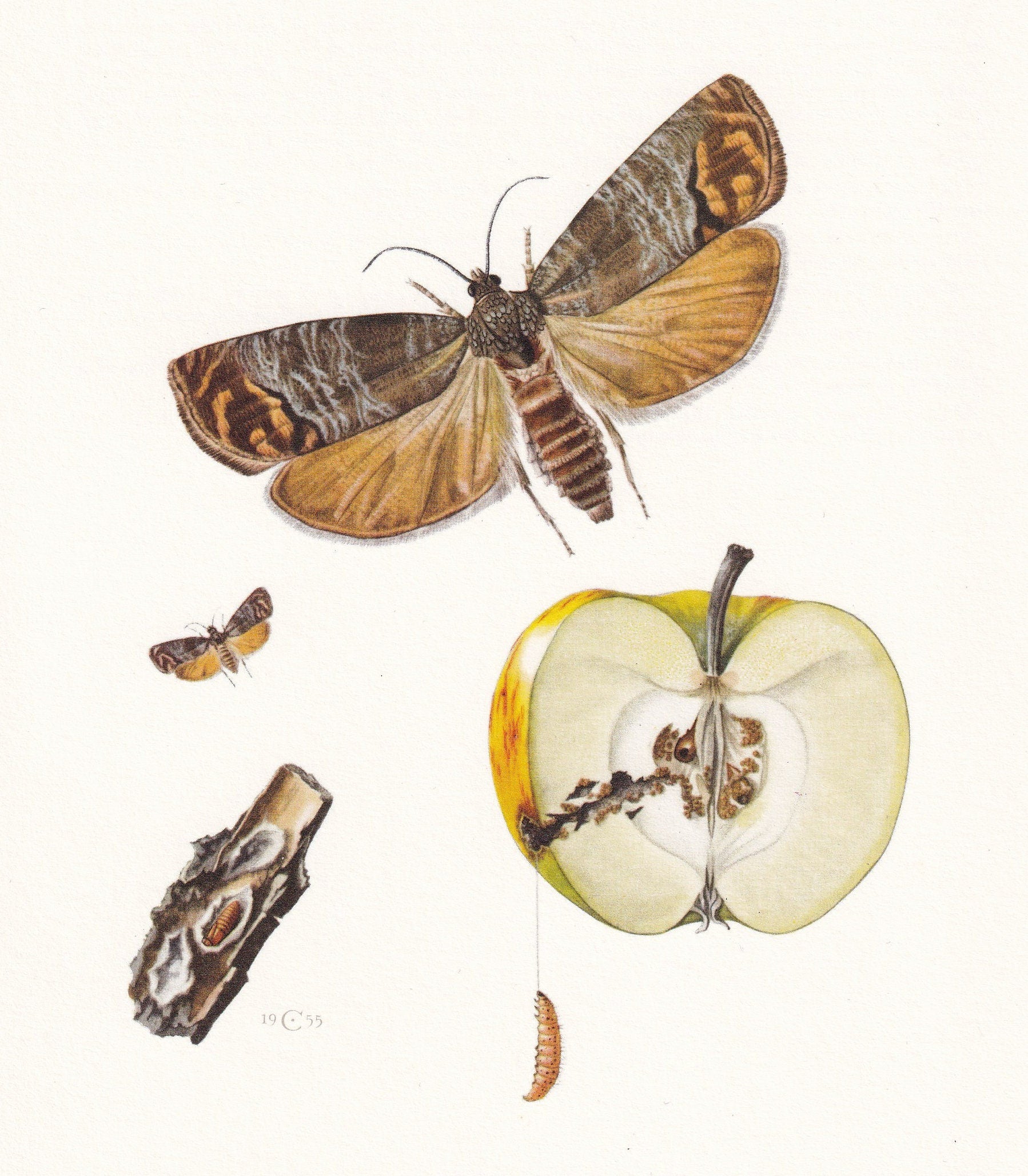 1960 CODLING MOTH Print - Vintage Insect Print - Bugs Illustration - Insect Wall Art - Vintage Entomology Print - 7.5 x 10.6 