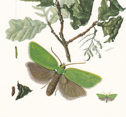 1960 GREEN OAK TORTRIX Moth Print - Vintage Insect Print - Bug Illustration - Insect Wall Art - Vintage Entomology Print - 63