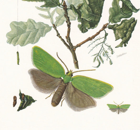 1960 GREEN OAK TORTRIX Moth Print - Vintage Insect Print - Bug Illustration - Insect Wall Art - Vintage Entomology Print - 63