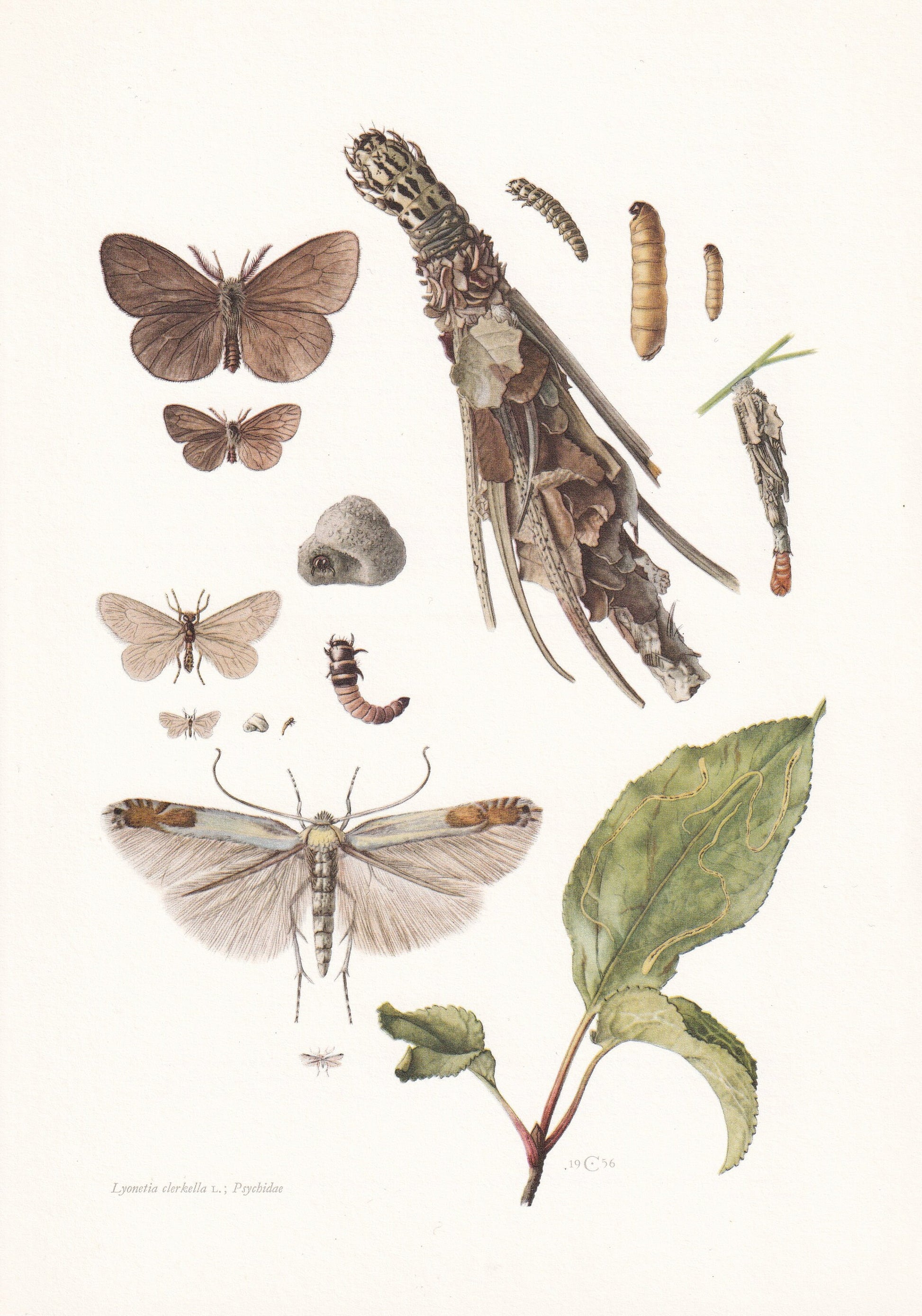 1960 APPLE LEAF-MINER Moth Print - Vintage Insect Print - Bug Illustration - Insect Wall Art - Vintage Entomology Print - 7.5