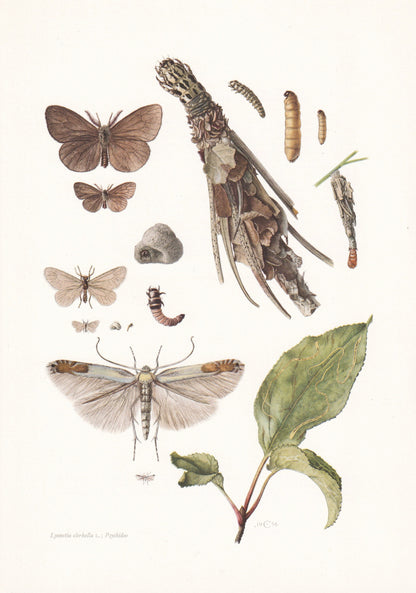 1960 APPLE LEAF-MINER Moth Print - Vintage Insect Print - Bug Illustration - Insect Wall Art - Vintage Entomology Print - 7.5