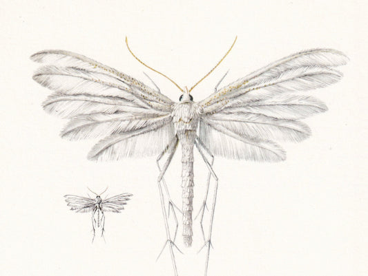 1960 PLUME MOTH Print - Vintage Insect Print - Bug Illustration - Insect Wall Art - Vintage Entomology Print - 7.5 x 10.6 Inc
