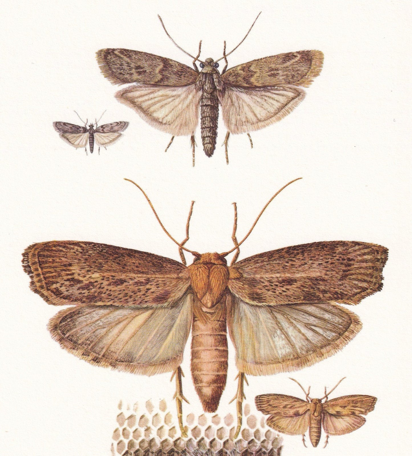 1960 MEDITERRANEAN FLOWER MOTH & Greater Wax Moth Print - Vintage Insect Print - Insect Wall Art - Vintage Entomology Print -