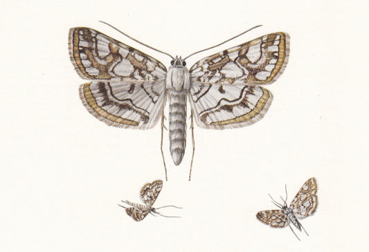 1960 BROWN CHINA MARK Moth Print - Vintage Insect Print - Bug Illustration - Insect Wall Art - Vintage Entomology Print - 7.5