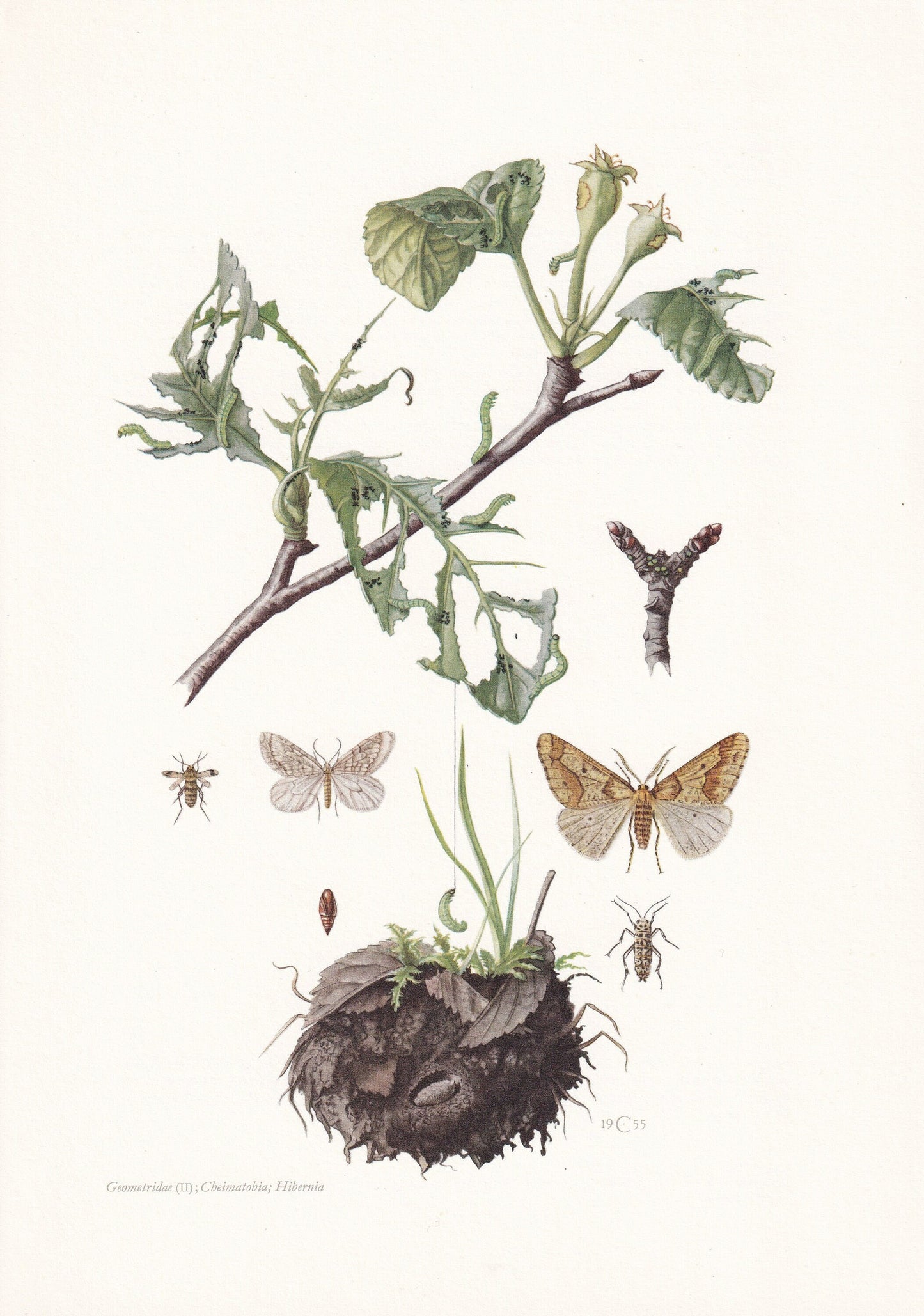 1960 WINTER MOTH Print - Vintage Insect Print - Bug Illustration - Insect Wall Art - Vintage Entomology Print - 7.5 x 10.6 In