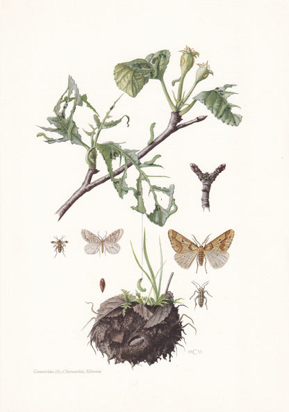 1960 WINTER MOTH Print - Vintage Insect Print - Bug Illustration - Insect Wall Art - Vintage Entomology Print - 7.5 x 10.6 In