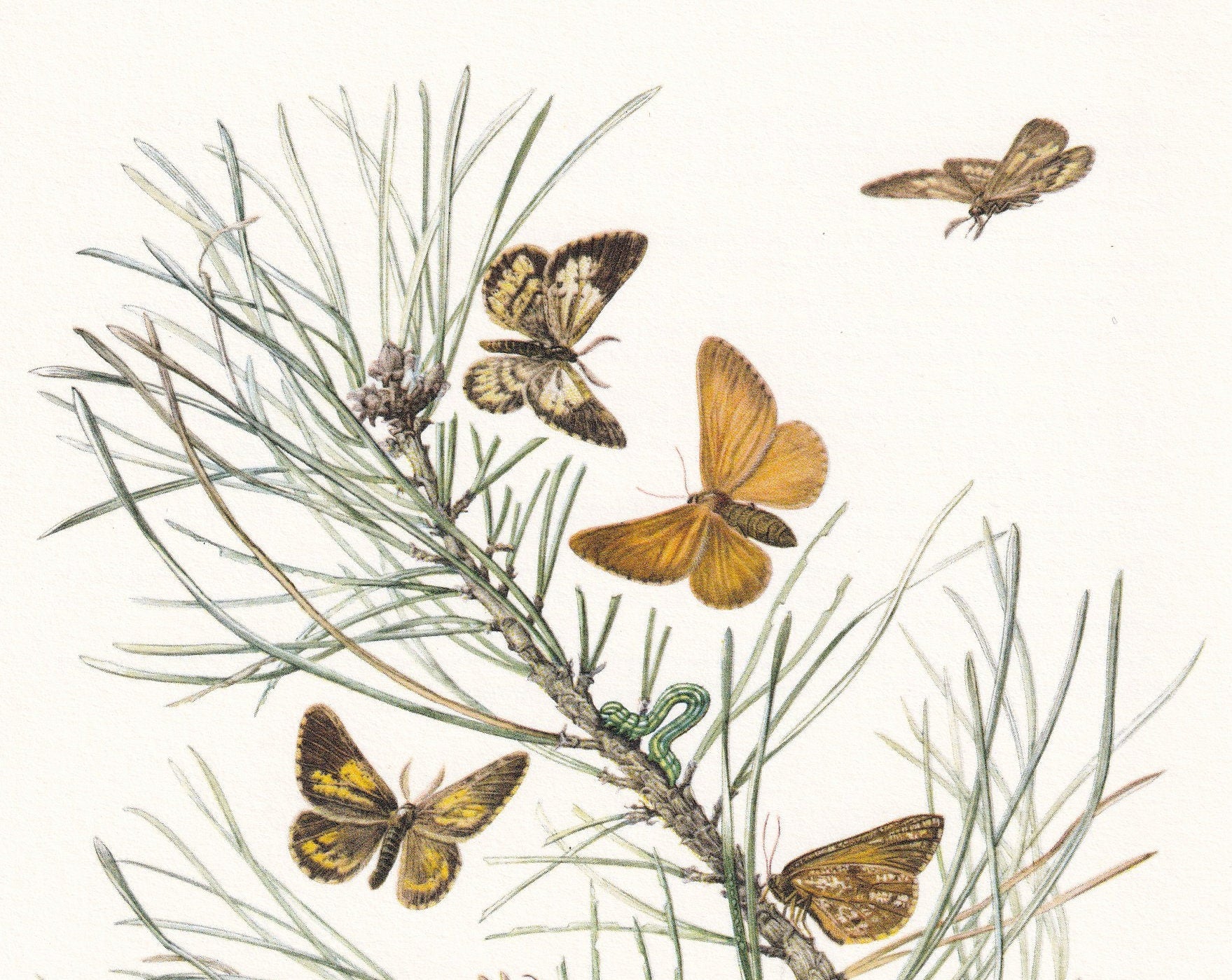 1960 BUPALUS MOTH Print - Vintage Insect Print - Bug Illustration - Insect Wall Art - Vintage Entomology Print - 7.5 x 10.6 I