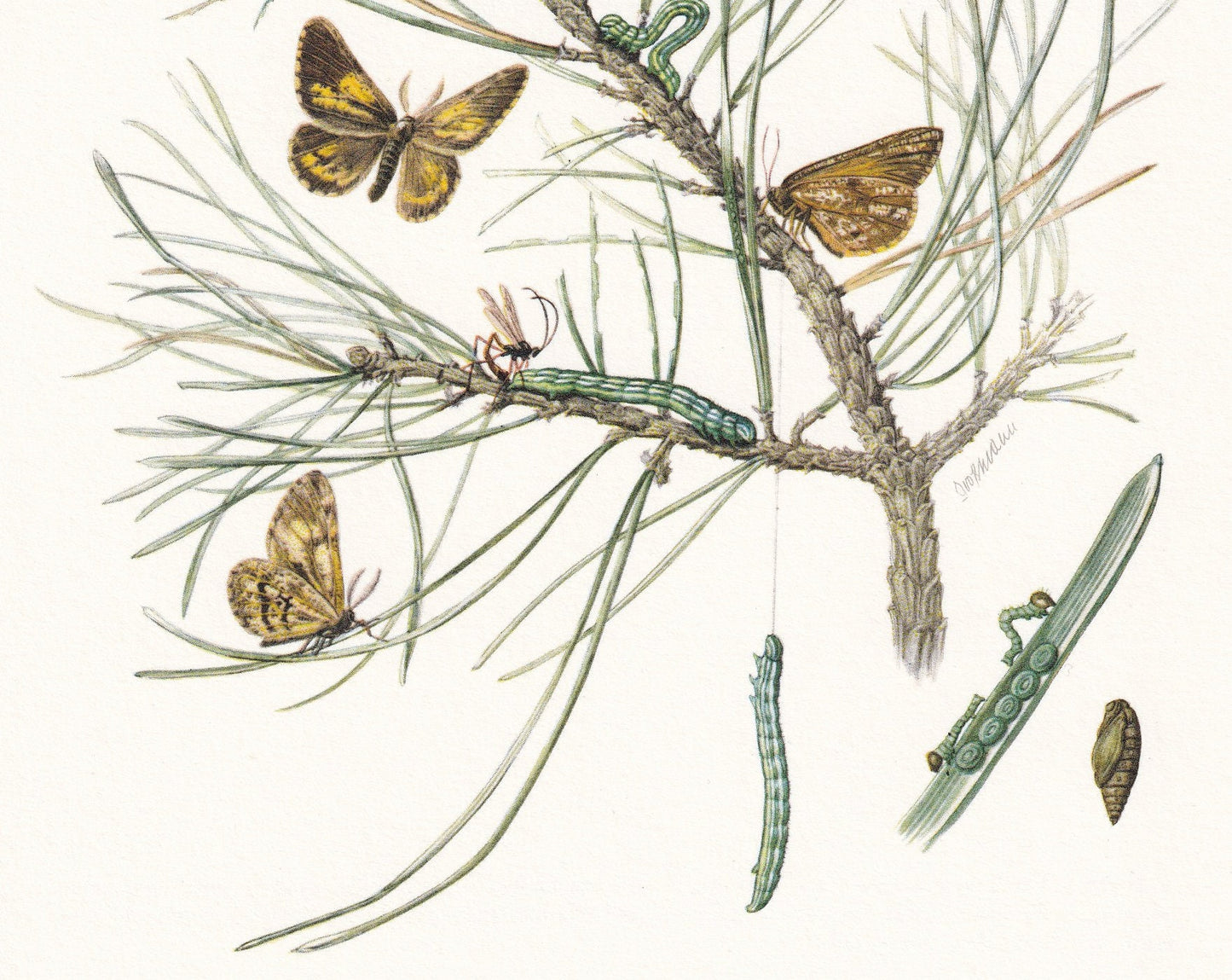 1960 BUPALUS MOTH Print - Vintage Insect Print - Bug Illustration - Insect Wall Art - Vintage Entomology Print - 7.5 x 10.6 I