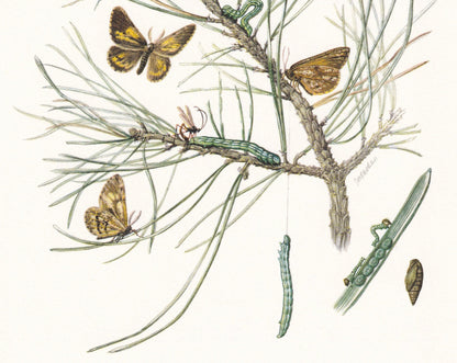 1960 BUPALUS MOTH Print - Vintage Insect Print - Bug Illustration - Insect Wall Art - Vintage Entomology Print - 7.5 x 10.6 I