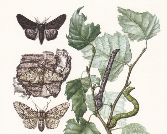 1960 GEOMETER MOTH Print - Vintage Insect Print - Bug Illustration - Insect Wall Art - Vintage Entomology Print - 7.5 x 10.6 