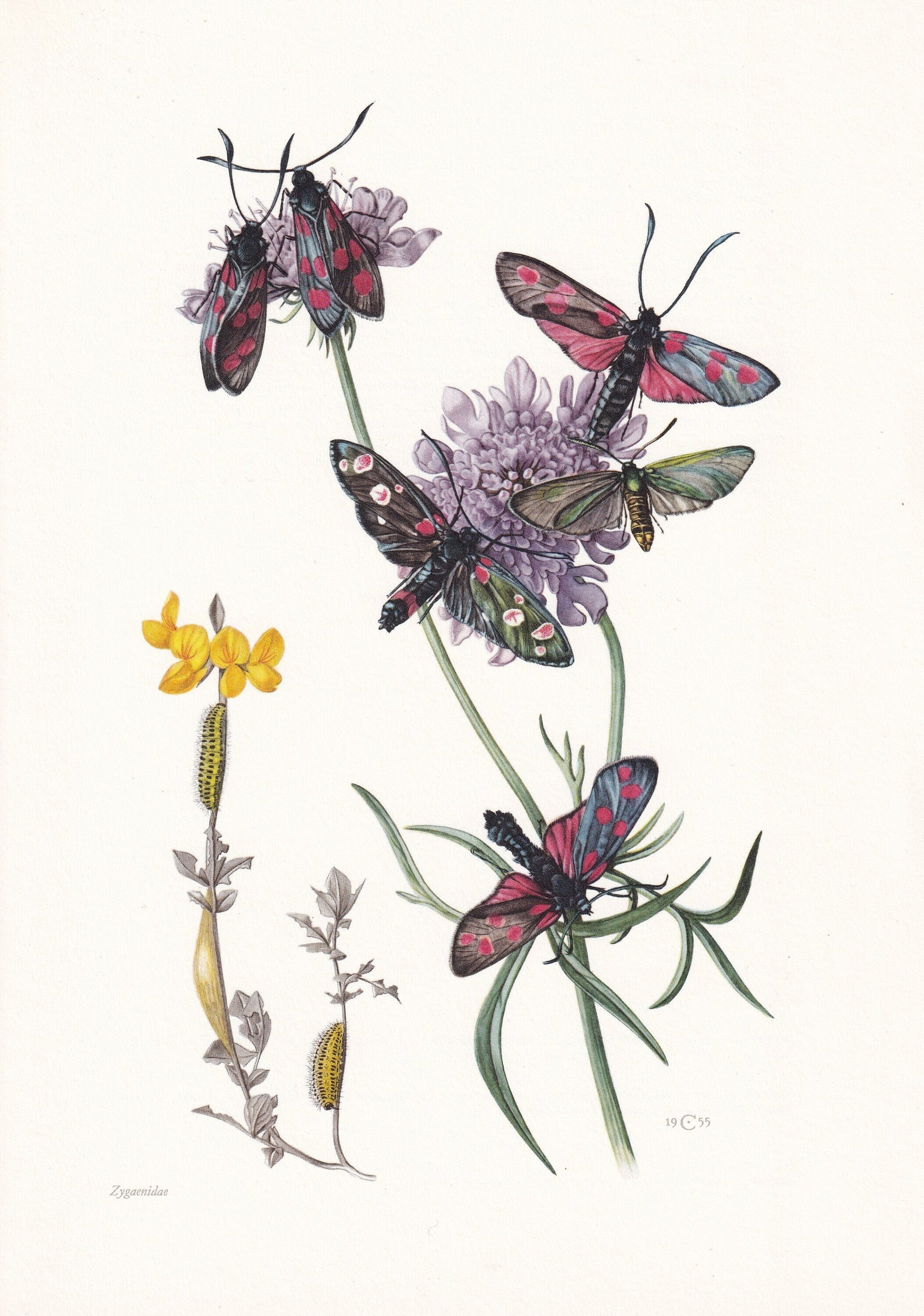 1960 BURNET MOTH Print - Vintage Insect Print - Bug Illustration - Insect Wall Art - Vintage Entomology Print - 7.5 x 10.6 In