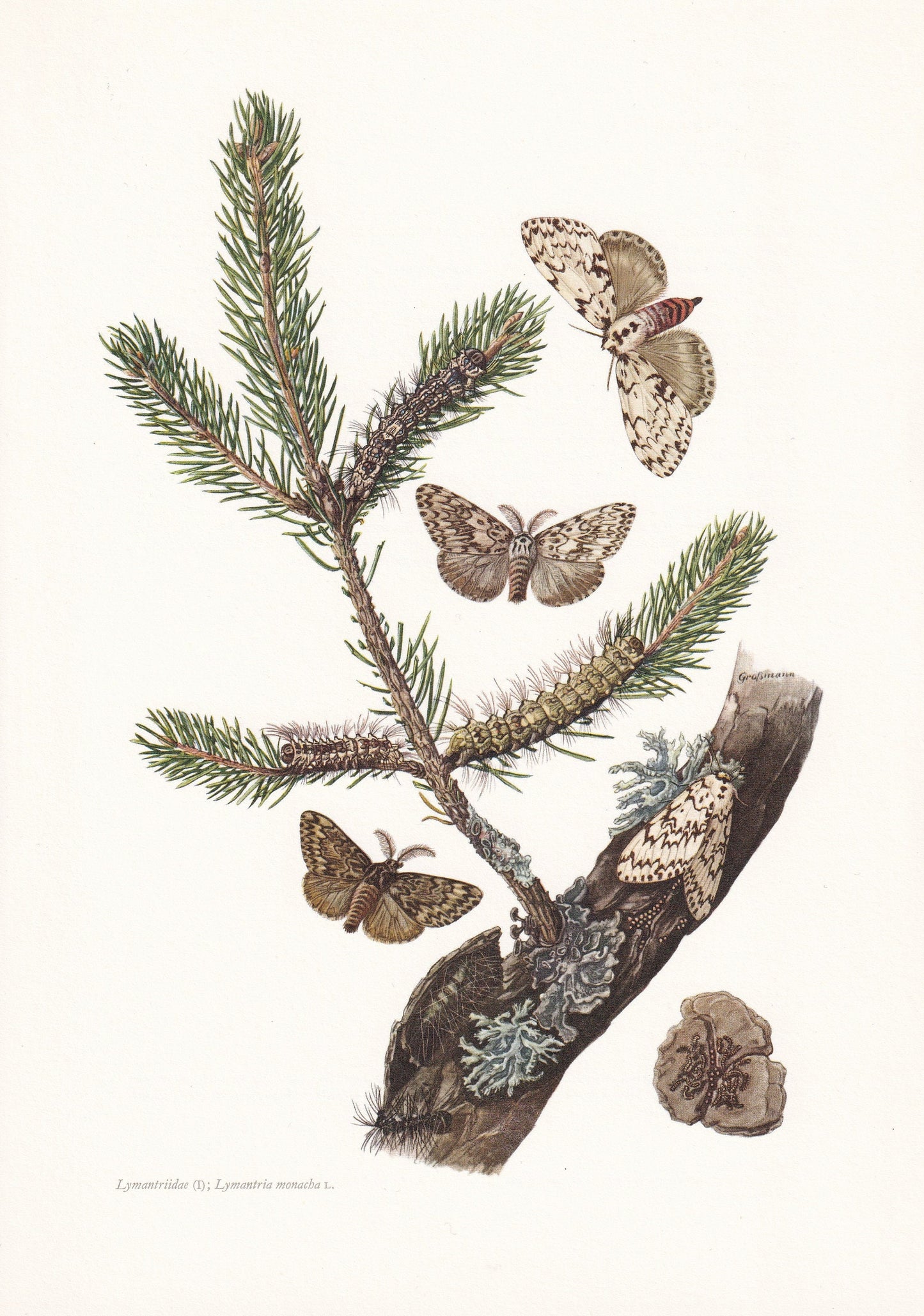 1960 BLACK ARCHES MOTH aka Nun Moth Print - Vintage Insect Print - Insect Wall Art - Vintage Entomology Print - 7.5 x 10.6 In