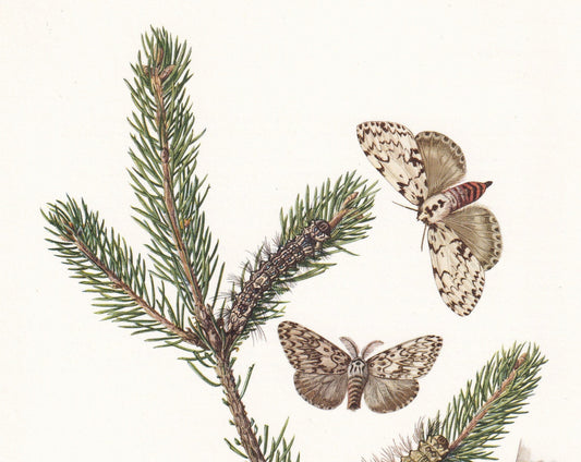 1960 BLACK ARCHES MOTH aka Nun Moth Print - Vintage Insect Print - Insect Wall Art - Vintage Entomology Print - 7.5 x 10.6 In