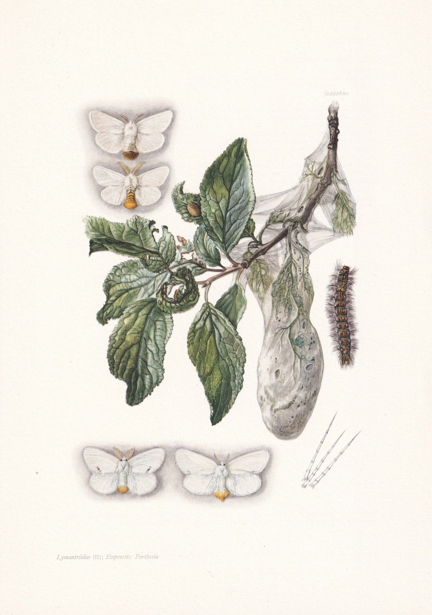 1960 BROWN-TAIL MOTH & Yellow-Tail Moth Print - Vintage Insect Print - Insect Wall Art - Vintage Entomology Print - 7.5 x 10.