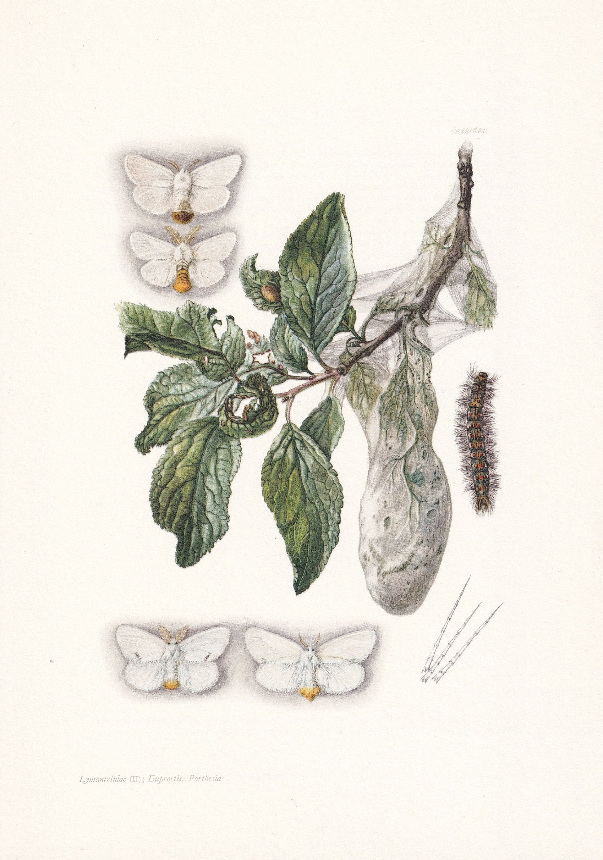 1960 BROWN-TAIL MOTH & Yellow-Tail Moth Print - Vintage Insect Print - Insect Wall Art - Vintage Entomology Print - 7.5 x 10.