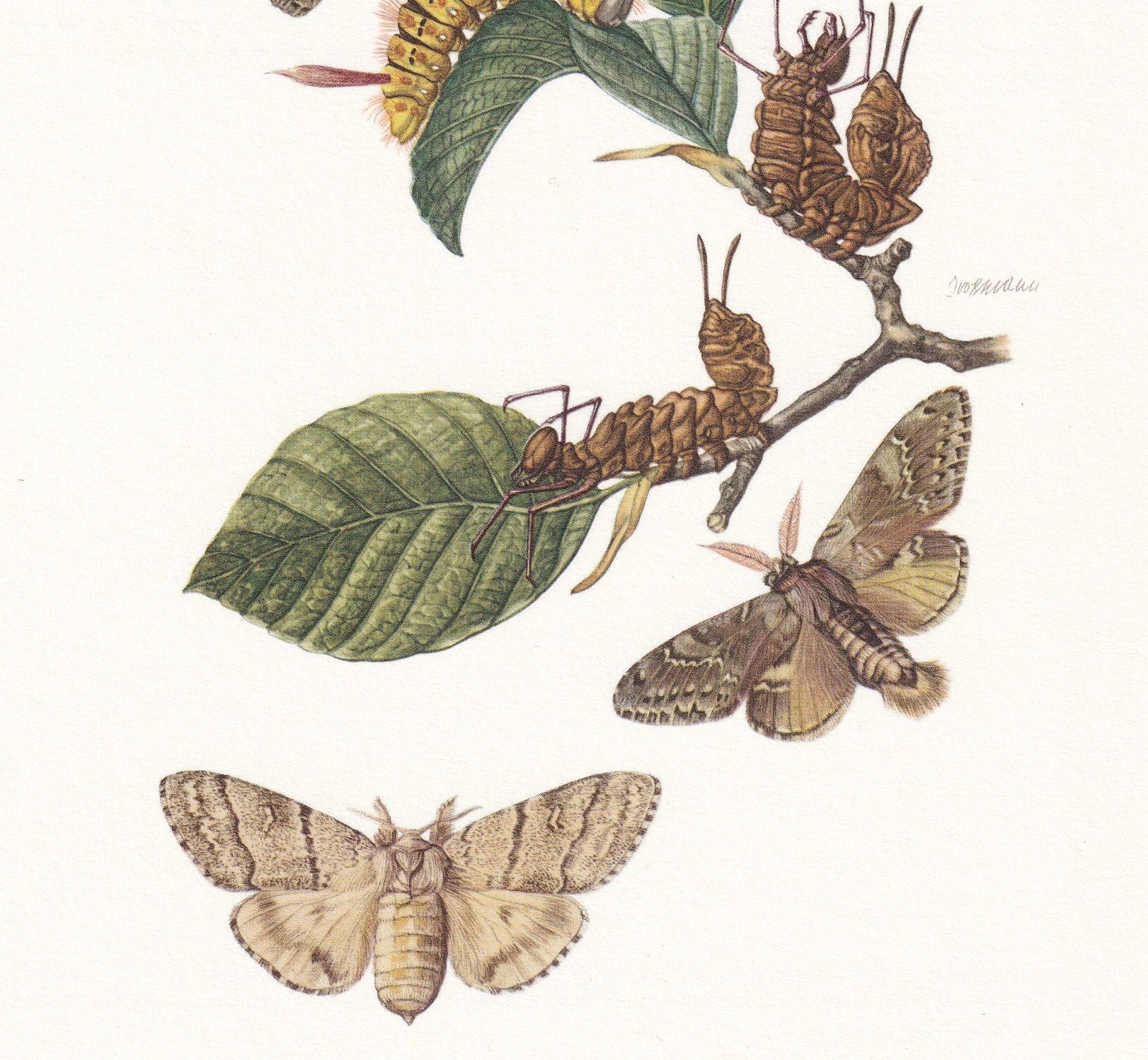 1960 PALE TUSSOCK MOTH & Lobster Moth Print - Vintage Insect Print - Insect Wall Art - Vintage Entomology Print - 7.5 x 10.6 Inches