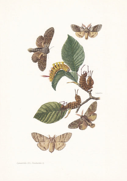 1960 PALE TUSSOCK MOTH & Lobster Moth Print - Vintage Insect Print - Insect Wall Art - Vintage Entomology Print - 7.5 x 10.6 Inches