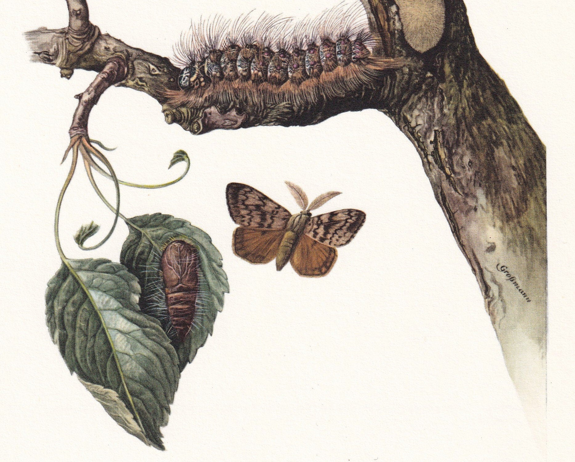 1960 GYPSY MOTH aka Spongy Moth Print - Vintage Insect Print - Bug Illustration - Insect Wall Art - Vintage Entomology Print 