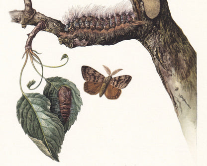 1960 GYPSY MOTH aka Spongy Moth Print - Vintage Insect Print - Bug Illustration - Insect Wall Art - Vintage Entomology Print 