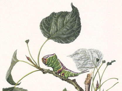 1960 PUSS MOTH & CATERPILLAR Print - Vintage Insect Print - Bug Illustration - Insect Wall Art - Vintage Entomology Print - 63 Years Old