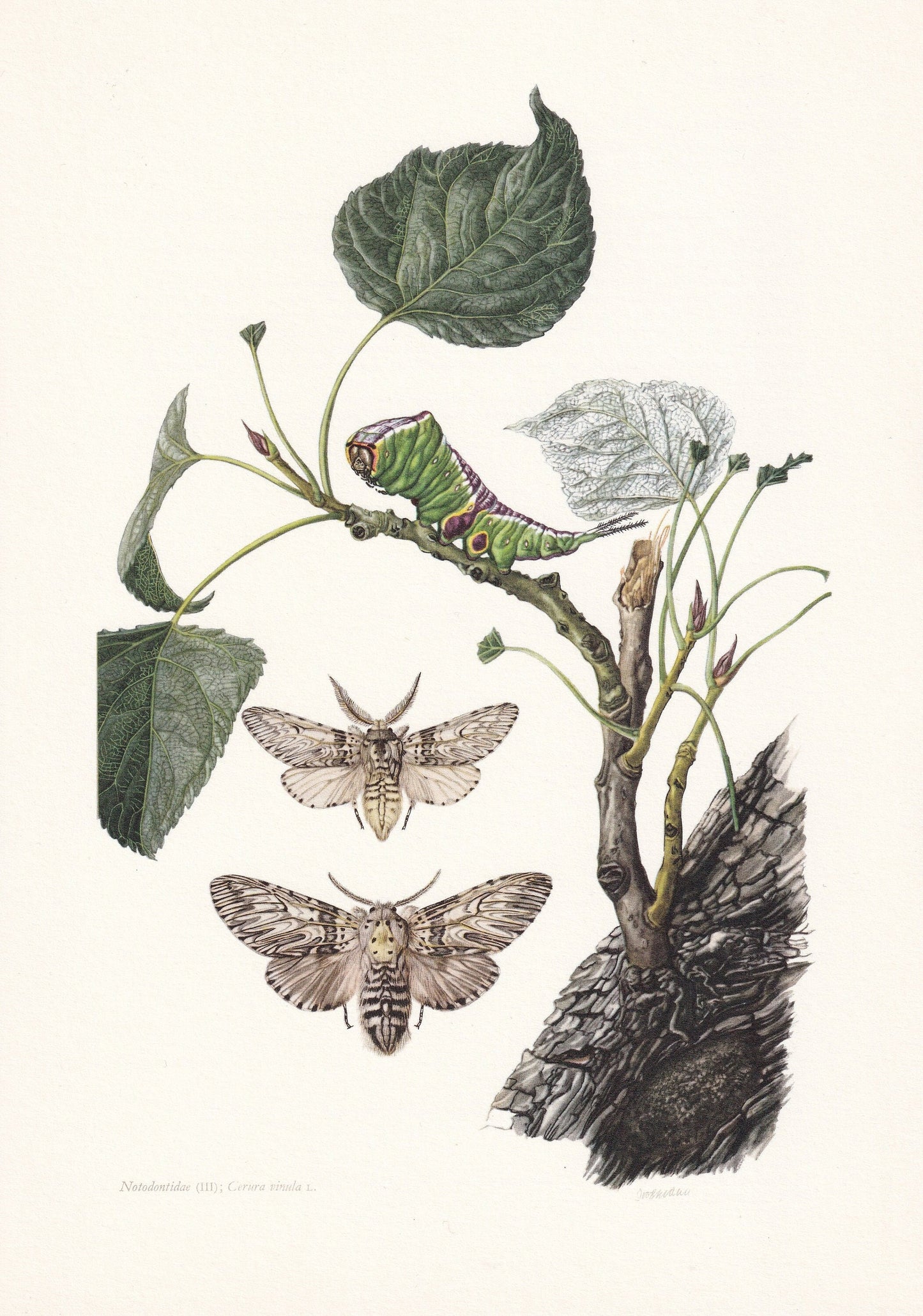 1960 PUSS MOTH & CATERPILLAR Print - Vintage Insect Print - Bug Illustration - Insect Wall Art - Vintage Entomology Print - 6