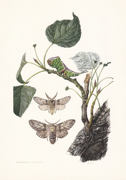 1960 PUSS MOTH & CATERPILLAR Print - Vintage Insect Print - Bug Illustration - Insect Wall Art - Vintage Entomology Print - 6