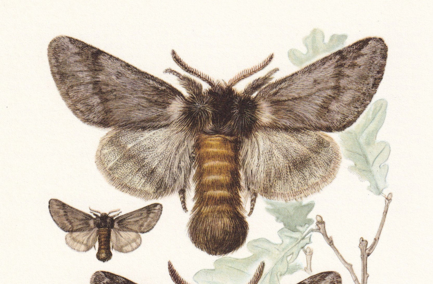 1960 OAK PROCESSIONARY MOTH Print - Vintage Insect Print - Bug Illustration - Insect Wall Art - Vintage Entomology Print - 63