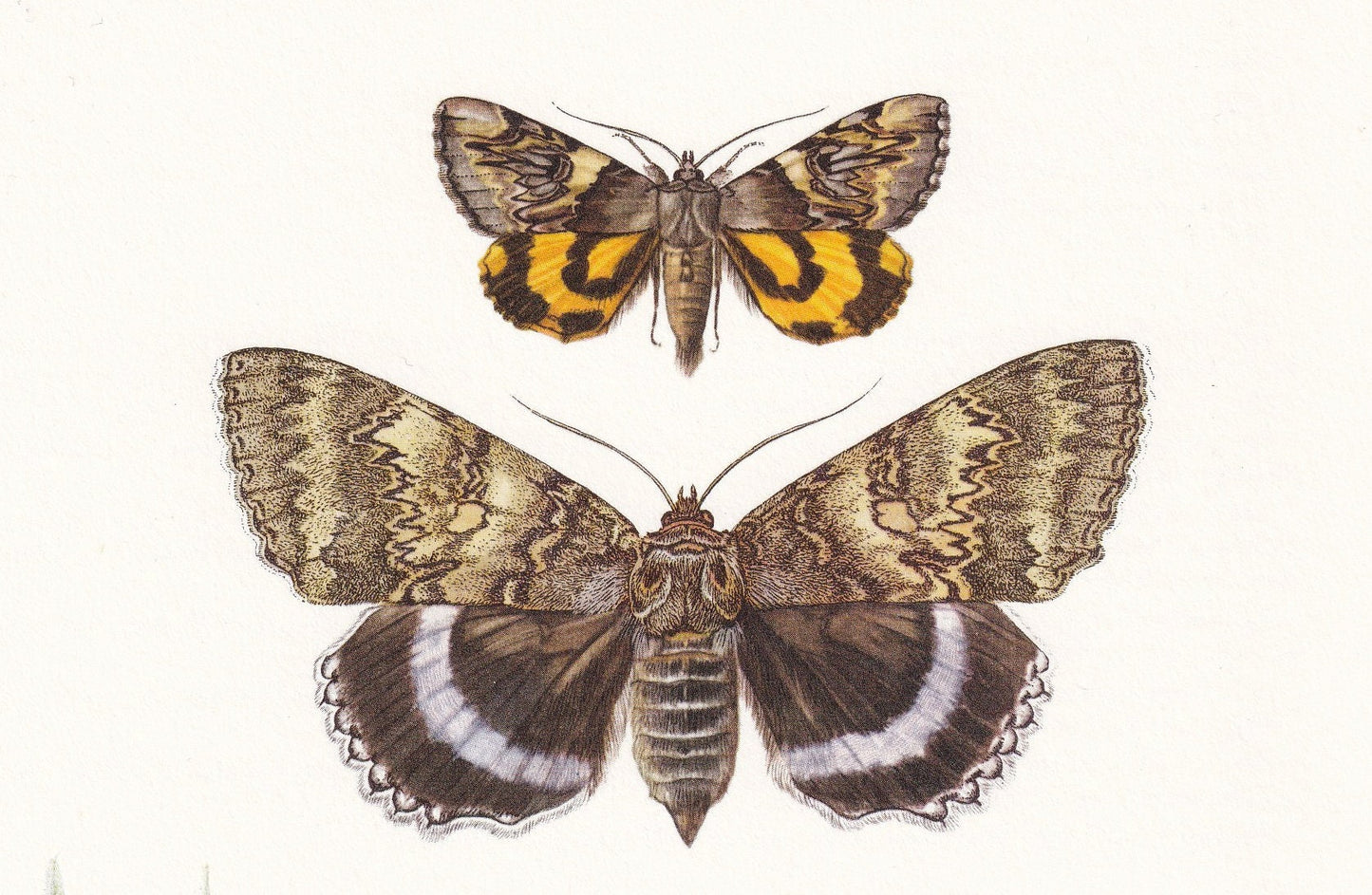 1960 UNDERWING MOTH Print - Vintage Insect Print - Blue Underwing, Red Underwing - Insect Wall Art - Entomology Print - 7.5 x