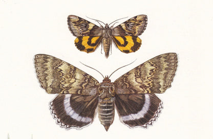 1960 UNDERWING MOTH Print - Vintage Insect Print - Blue Underwing, Red Underwing - Insect Wall Art - Entomology Print - 7.5 x