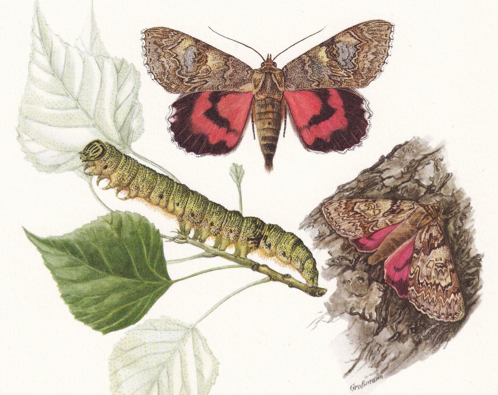 1960 UNDERWING MOTH Print - Vintage Insect Print - Blue Underwing, Red Underwing - Insect Wall Art - Entomology Print - 7.5 x