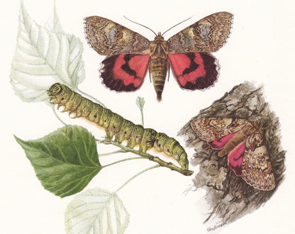 1960 UNDERWING MOTH Print - Vintage Insect Print - Blue Underwing, Red Underwing - Insect Wall Art - Entomology Print - 7.5 x