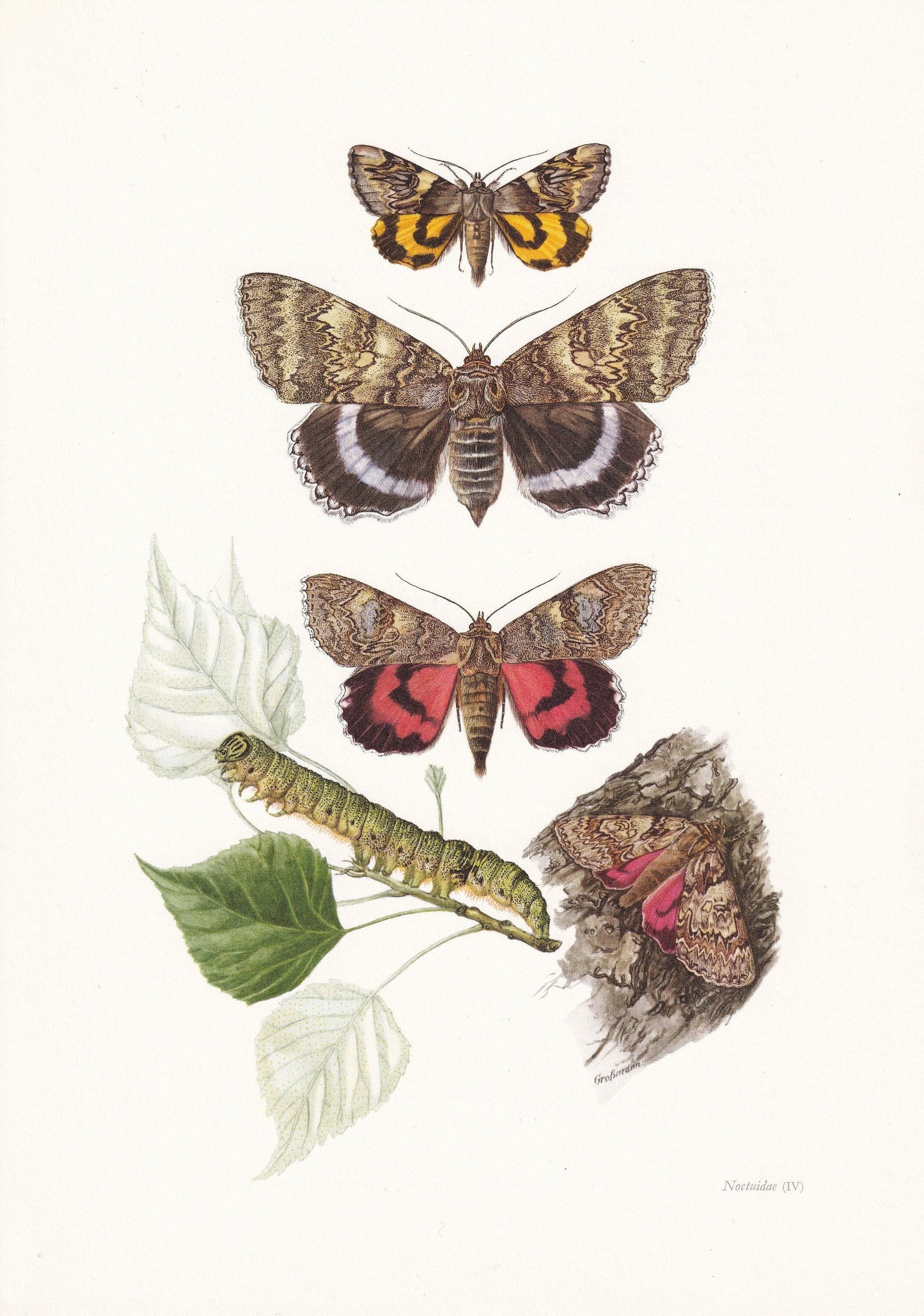 1960 UNDERWING MOTH Print - Vintage Insect Print - Blue Underwing, Red Underwing - Insect Wall Art - Entomology Print - 7.5 x