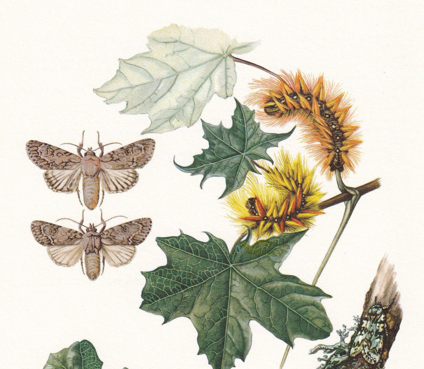 1960 OWLET MOTH Print - Vintage Insect Print - Bug Illustration - Insect Wall Art - Vintage Entomology Print - 7.5 x 10.6 Inc