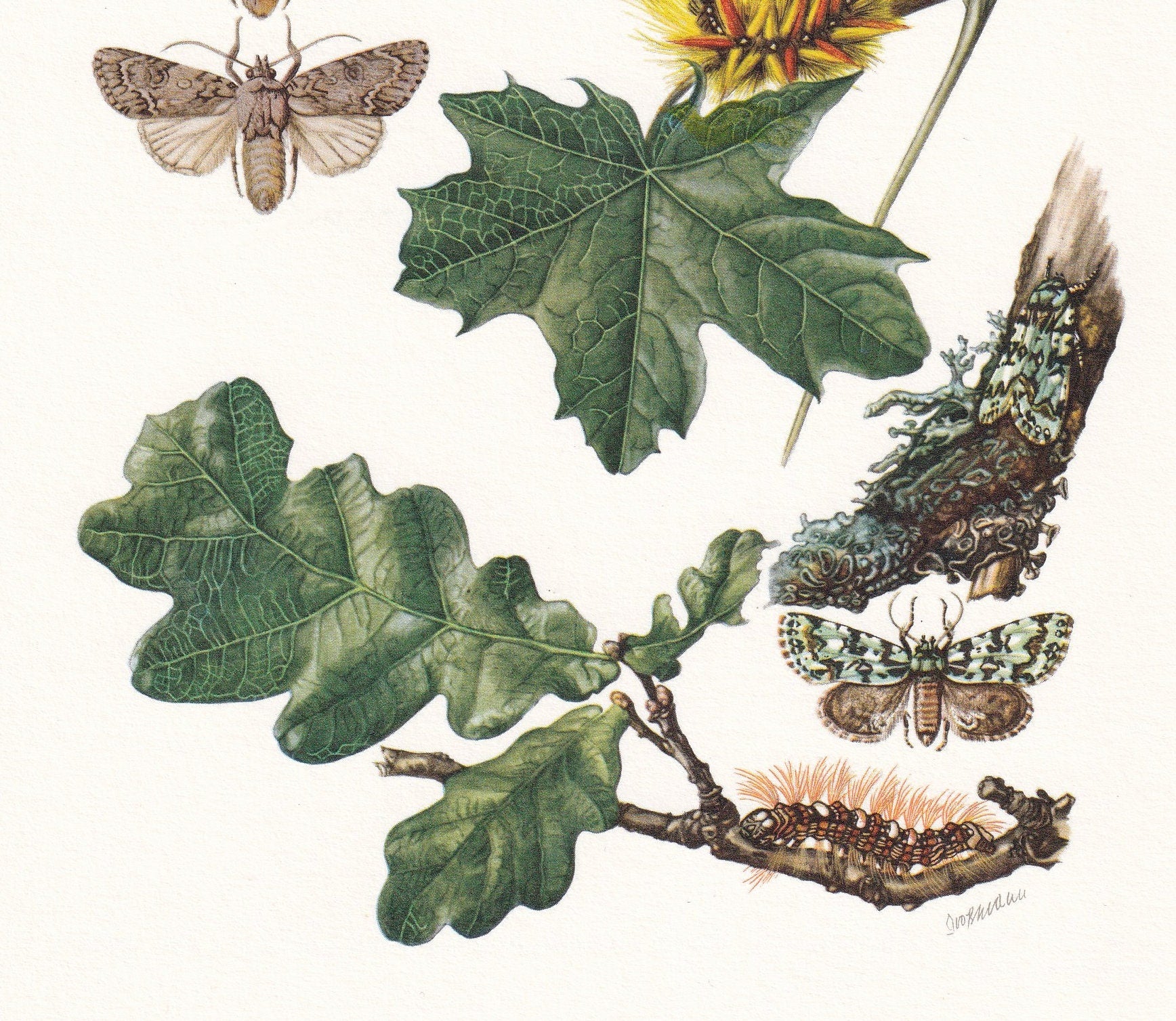 1960 OWLET MOTH Print - Vintage Insect Print - Bug Illustration - Insect Wall Art - Vintage Entomology Print - 7.5 x 10.6 Inc