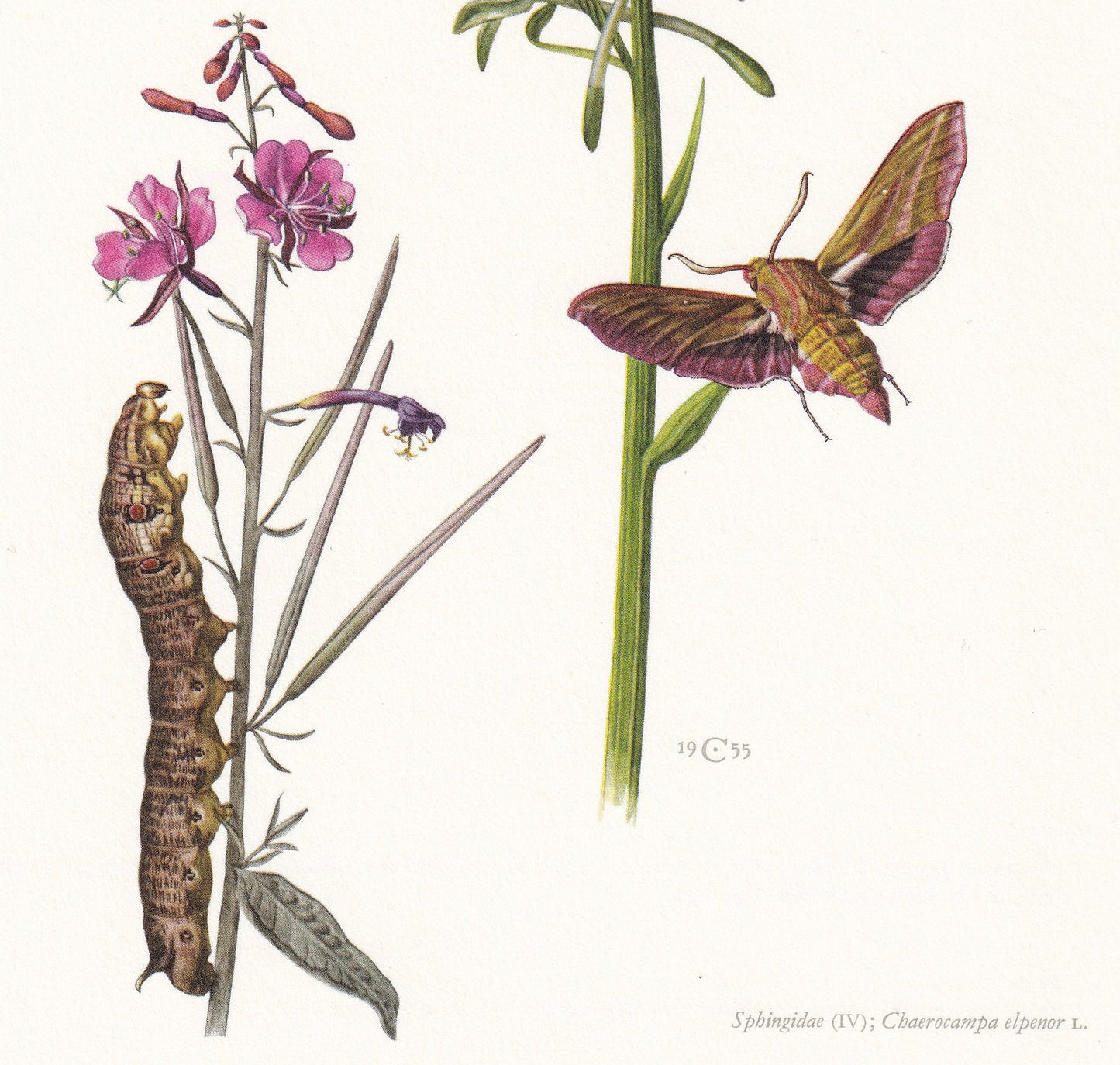 1960 VINE HAWK MOTH Print - Vintage Insect Print - Bug Illustration - Insect Wall Art - Vintage Entomology Print - 7.5 x 10.6