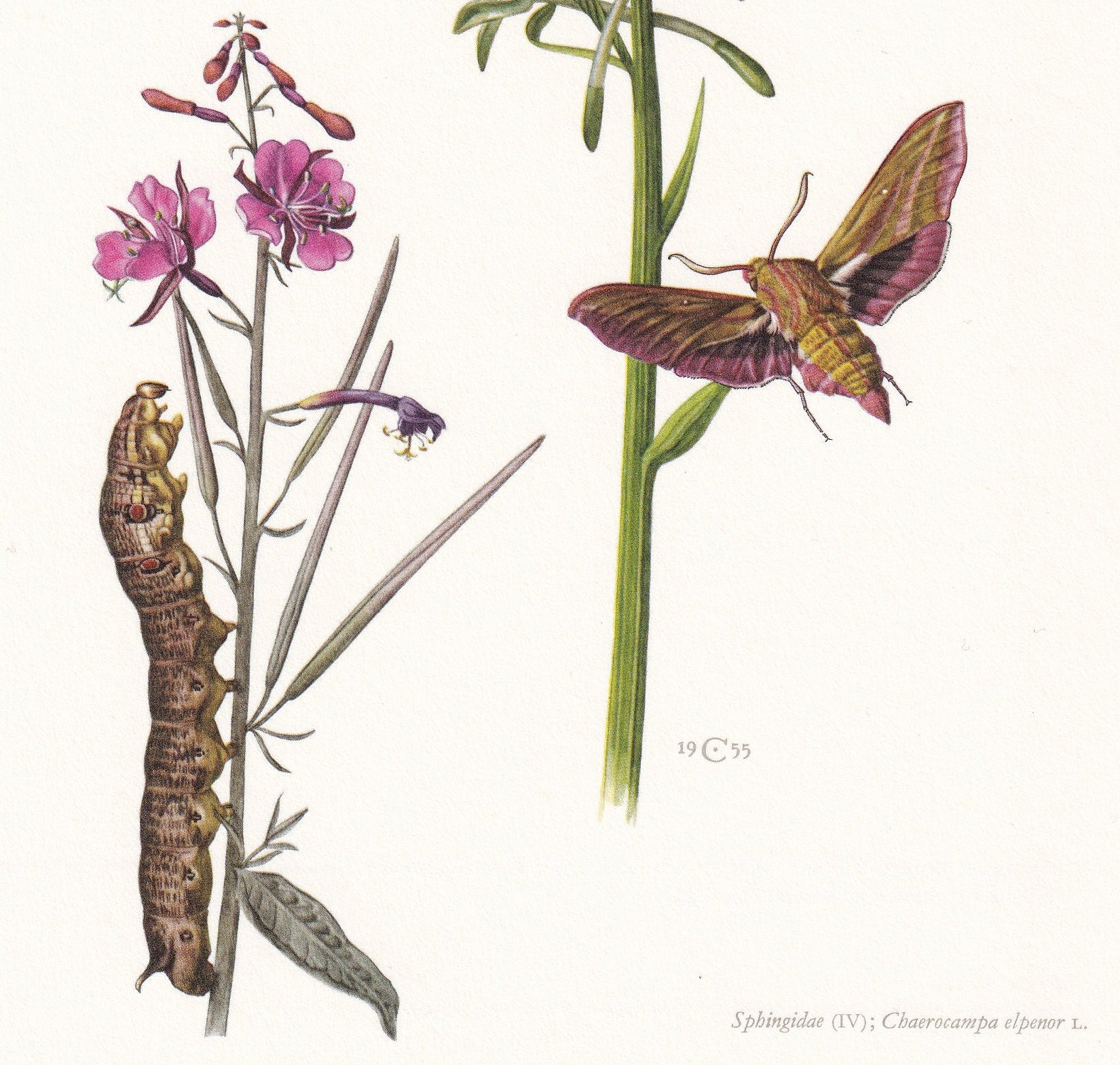 1960 VINE HAWK MOTH Print - Vintage Insect Print - Bug Illustration - Insect Wall Art - Vintage Entomology Print - 7.5 x 10.6