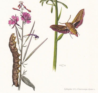 1960 VINE HAWK MOTH Print - Vintage Insect Print - Bug Illustration - Insect Wall Art - Vintage Entomology Print - 7.5 x 10.6