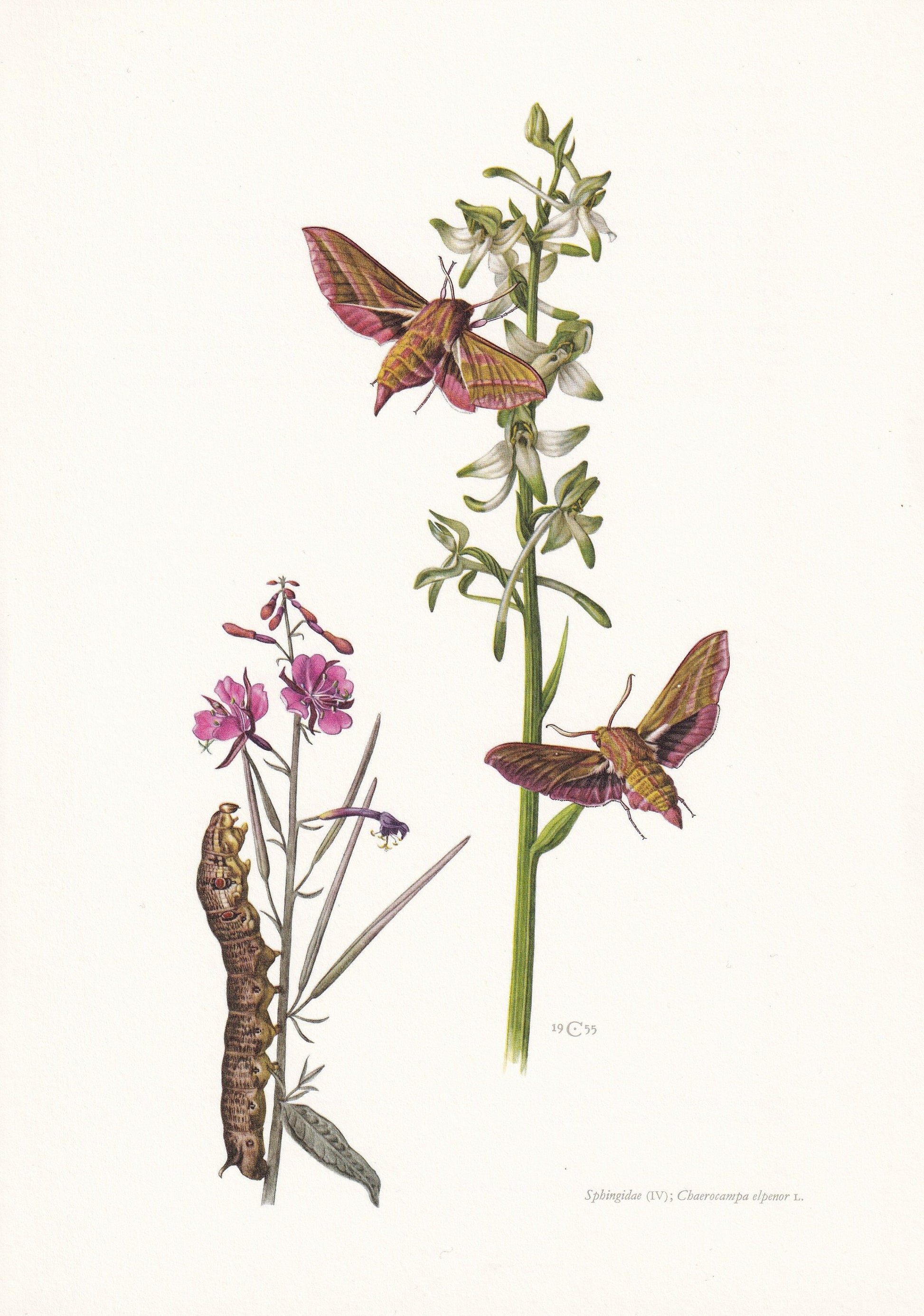 1960 VINE HAWK MOTH Print - Vintage Insect Print - Bug Illustration - Insect Wall Art - Vintage Entomology Print - 7.5 x 10.6