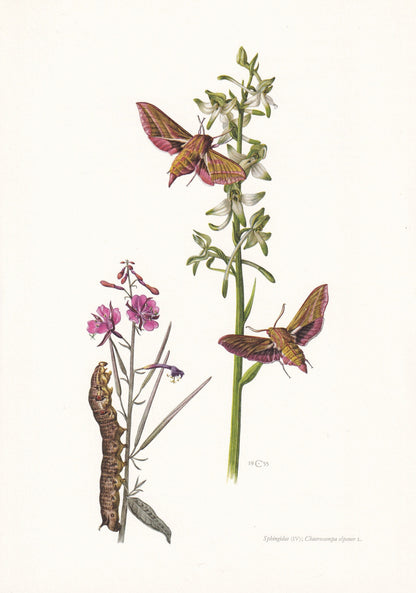 1960 VINE HAWK MOTH Print - Vintage Insect Print - Bug Illustration - Insect Wall Art - Vintage Entomology Print - 7.5 x 10.6