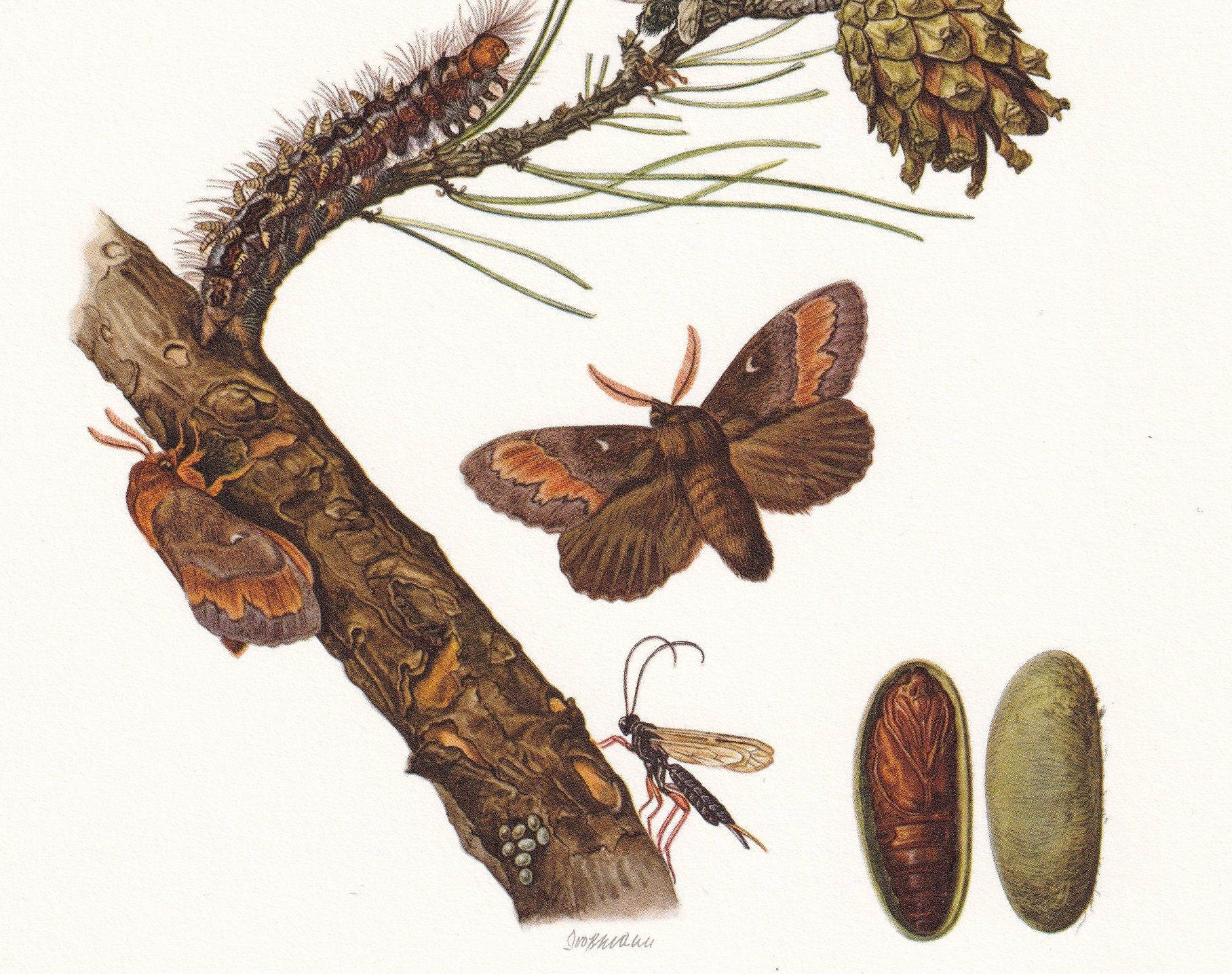 1960 PINE TREE LAPPET Print - Vintage Insect Print - Bug Illustration - Insect Wall Art - Vintage Entomology Print - 7.5 x 10