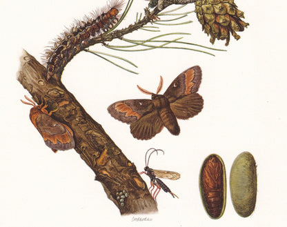1960 PINE TREE LAPPET Print - Vintage Insect Print - Bug Illustration - Insect Wall Art - Vintage Entomology Print - 7.5 x 10