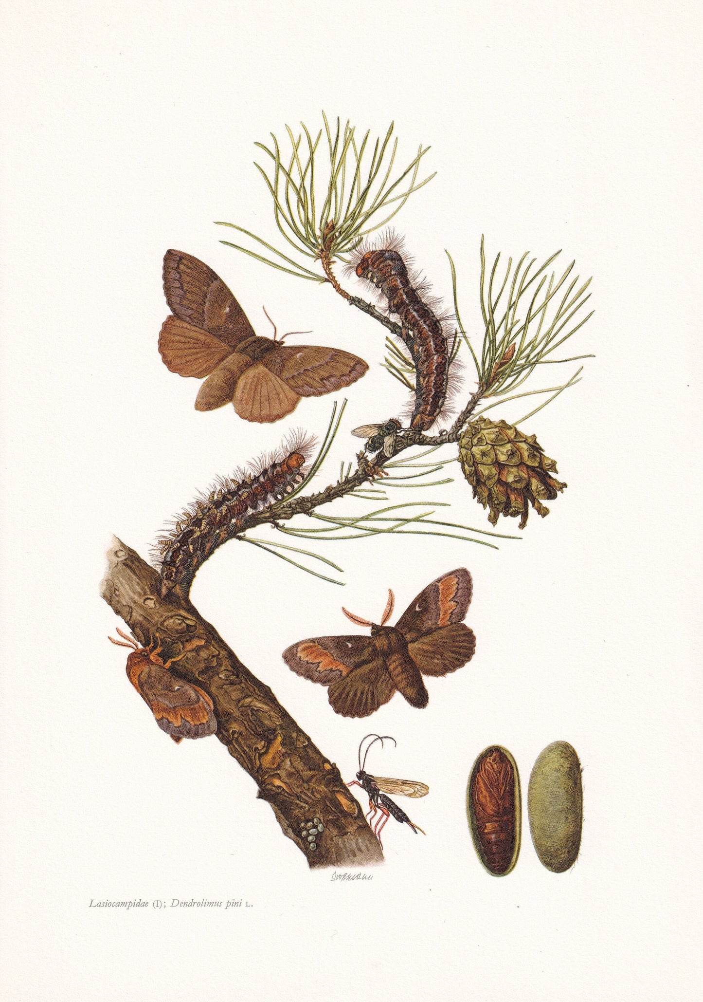 1960 PINE TREE LAPPET Print - Vintage Insect Print - Bug Illustration - Insect Wall Art - Vintage Entomology Print - 7.5 x 10